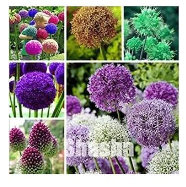 100 seeds Giant Allium Giganteum Seeds - Mixed 6 Colors