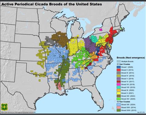 Illinois Cicadas 2024 Map - Emmey Iormina