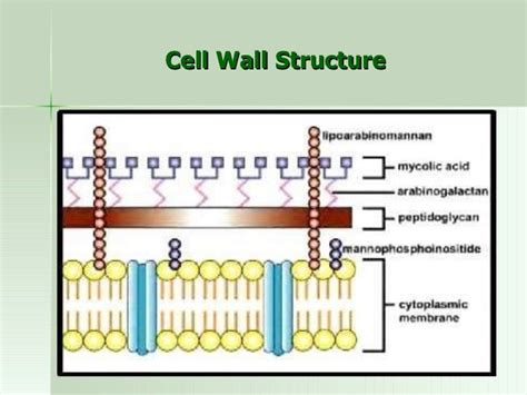 Tuberculosis Cell Structure