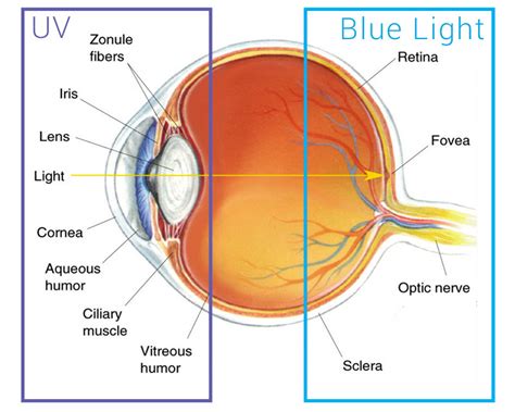 Google, Samsung, and Apple Actually Agree on Something: Negative Effects of Blue Light ...