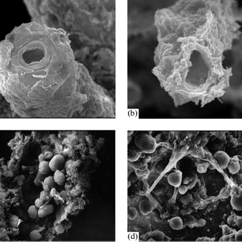 Bottom photographs (area = 1 m 2 ), showing xenophyophores attached to... | Download Scientific ...