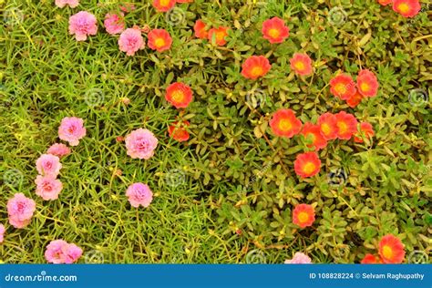 Portulaca Grandiflora- Eleven O`clock- Ten O`clock Flowers Stock Photo - Image of eleven ...