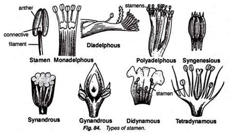 Androecium - W3schools