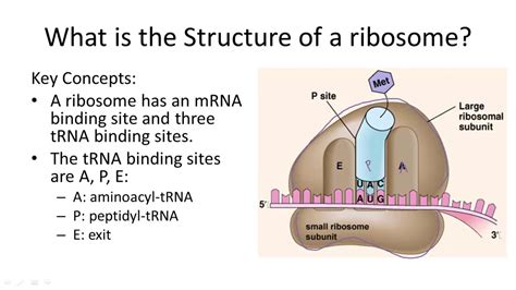 Ribosome Structure