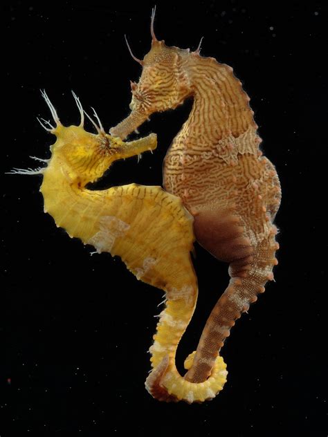 Seahorse Having Babies