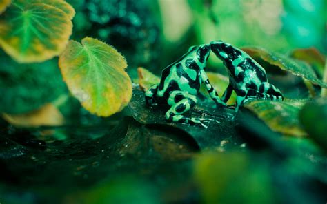 Two black-and-green frogs, animals, frog, amphibian, poison dart frogs HD wallpaper | Wallpaper ...