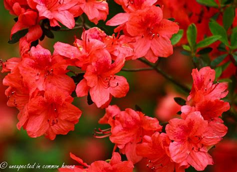 Azaleas: So many colors, so many varieties – Unexpected in common hours