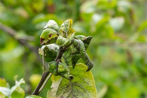 The Enemy in Your Orchard: A Guide to Dealing With Aphids on Apple Trees - Minneopa Orchards