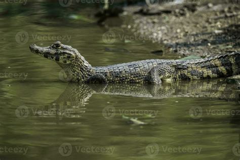 Broad snouted caiman,Caiman latirostris baby, Pantanal, Mato Grosso ...