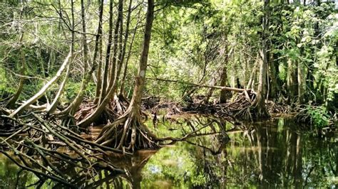 Honey Island Swamp Wildlife Reserve [OC] [1600x900] : r/EarthPorn