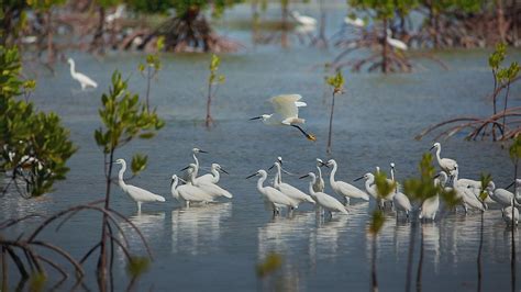 Ramsar Wetlands In The Philippines - WorldAtlas