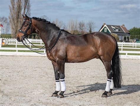 Frankel - Dressage Horses International