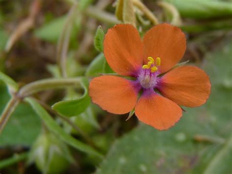 Orange Wildflowers of the UK. | Wild flowers, The scarlet pimpernel, Orange flowers