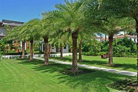 16 Best Palm Tree Landscaping Ideas & Designs For Your Yard Palm Trees Landscaping, Tropical ...