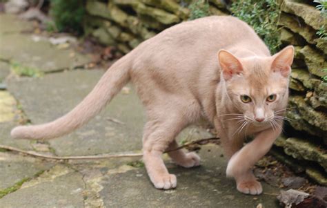 Encyclopedia of Cats Breed: Fawn Abyssinian Cat