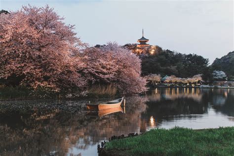 Cherry Blossom Yokohama 18 - City and See Travel Blog