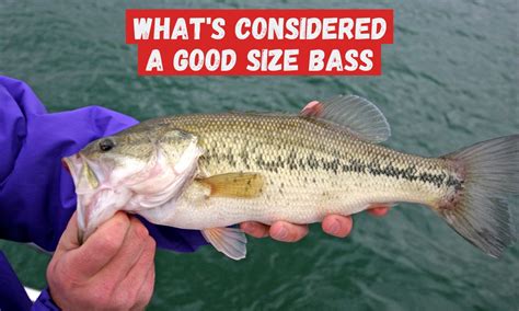 Largemouth Bass Aquaculture, Fisheries, Pond Management, 58% OFF