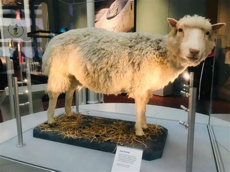 Dolly, the clone sheep, National Museum of Scotland : r/britpics