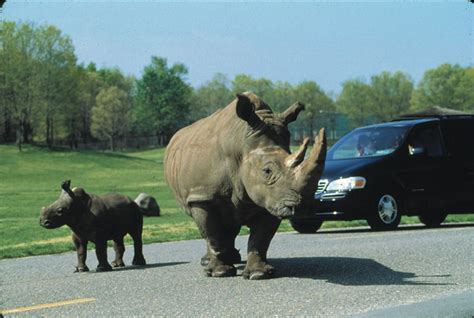 Six Flags Great Adventure opening safari as drive-through | blooloop