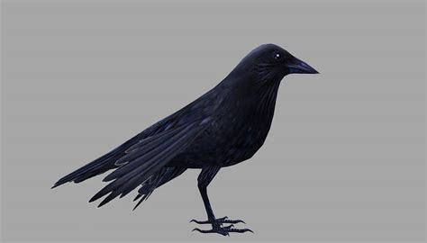 Crow - 3D Model by MadeCG