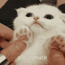 Discord Pfp Cute Cat GIF | GIFDB.com