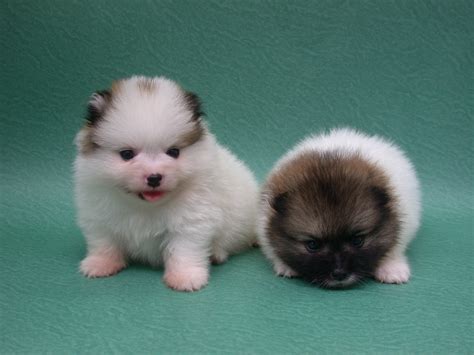 Pomeranian Puppies Pictures Photos Pics