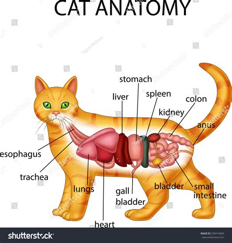 6,034 Anatomy Cat Images, Stock Photos & Vectors | Shutterstock