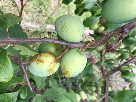 Plum Fruit Tree Diseases | Fruit Trees