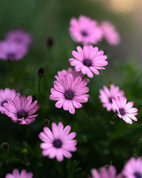 African daisies on Behance