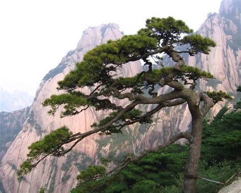 Top 8 Huangshan Pine Trees - Essence of Chinese Pine Tree in 2023 | Huangshan, Tree forest, Tree