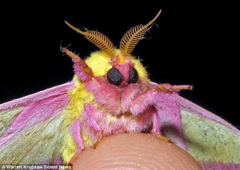 America's next MOTH model... Winged insects pose up on the tip of a ...