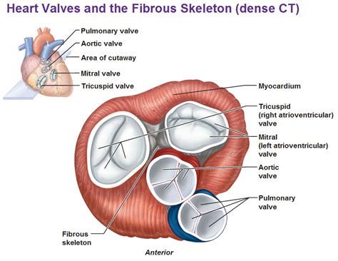 Human Physiology – Pulmonary Function I (Outline) | Genius