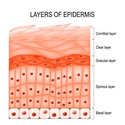 Layers Of The Epidermis Diagram