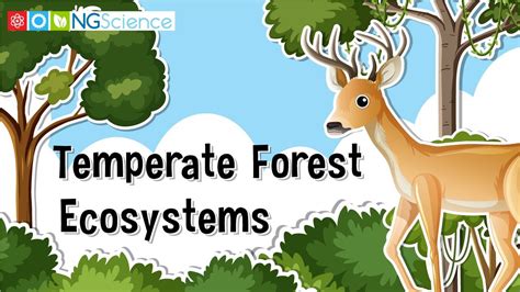 Temperate Forest Ecosystems - YouTube