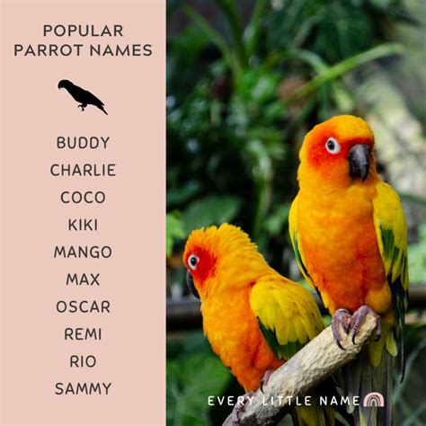 210+ Best Parrot Names (Cute, Funny, and Mac-awesome) - Every Little Name