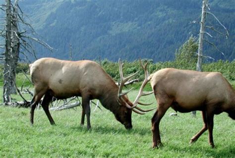 Free picture: elk, male, antlers