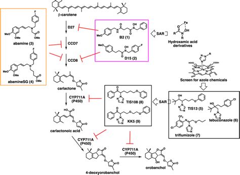 Strigolactone biosynthesis inhibitors and their target sites. | Download Scientific Diagram