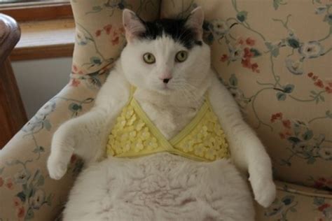 25 Reasons Fat Cats Make The Best Pets