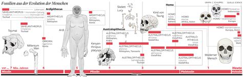 Human evolution timeline interactive | onstudy