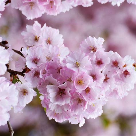 Single Pink Weeping Cherry Blossom Tree | Prunus pendula Rubra – Roots ...