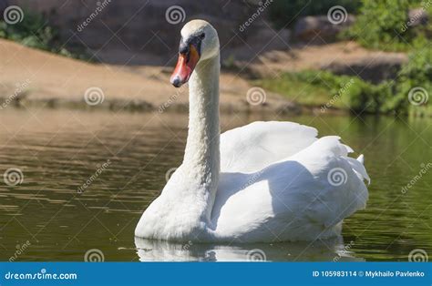 Beautiful White Swan in Swan Lake, Stock Photo - Image of calm, muteswan: 105983114