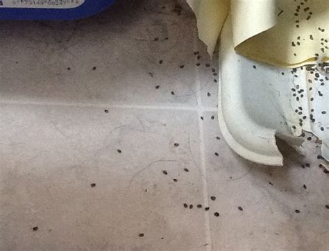 Varied Carpet Beetle Infestation - What's That Bug?