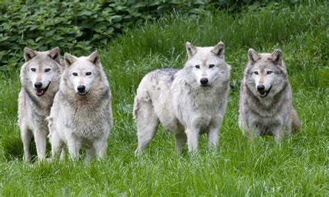 Pictures Of A Pack Of Wolves at sasearnblog Blog