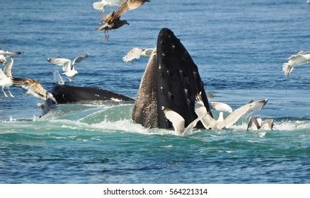 Humpback Whale Feeding Stock Photo 564221314 | Shutterstock