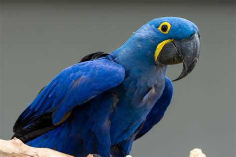 Blue macaw: habitat and characteristics