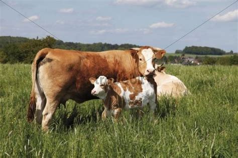 Brown-spotted cow and calf, on a meadow - Download Animals