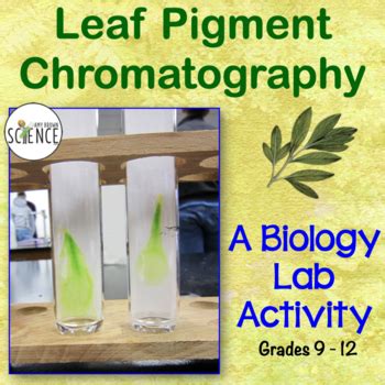 Leaf Pigment Paper Chromatography Photosynthesis Lab by Amy Brown Science