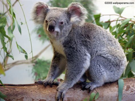 Koala Bear Wallpaper Free HD Backgrounds Images Pictures