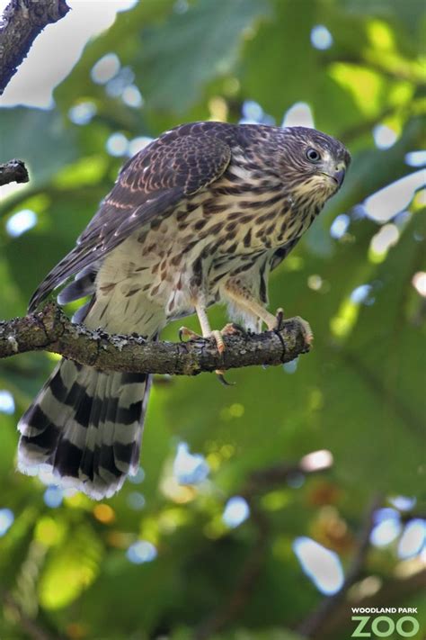 Wild Cooper’s hawks nesting at the zoo