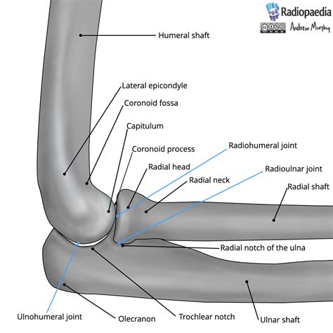 Elbow Anatomy